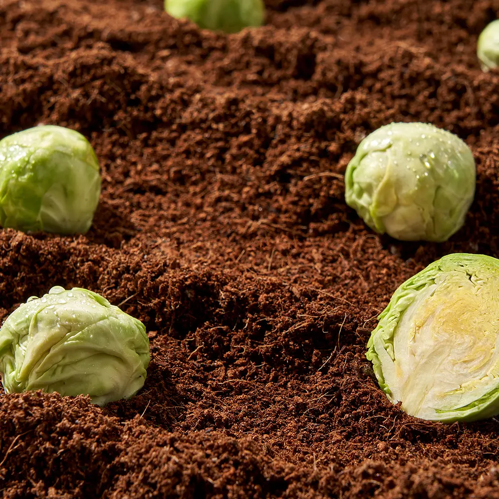 Product Image_Cabbage Cream_05